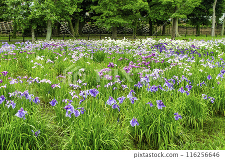 Katsushika Iris Festival, Mizumoto Park, Tokyo Katsushika Iris Festival, Mizumoto Park, Tokyo 116256646