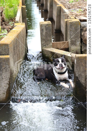 強壯的波士頓梗犬在寒冷的灌溉渠道中降溫♡ 強壯的波士頓梗犬在寒冷的灌溉渠道中降溫♡ 116256728