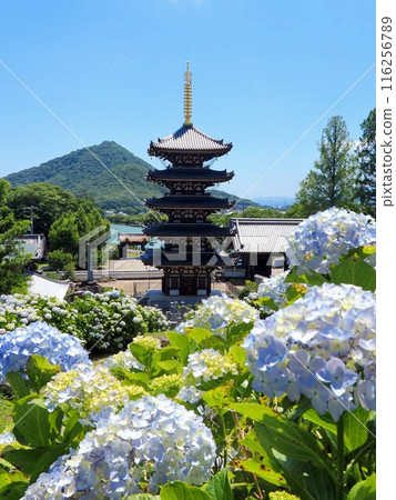 Hydrangeas and five-story pagoda at Honenji Temple 2024 [Busshozan, Takamatsu City, Kagawa Prefecture] 3 116256789