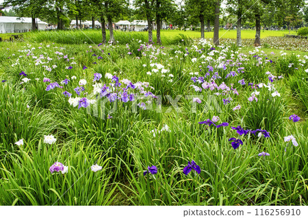 Katsushika Iris Festival, Mizumoto Park, Tokyo Katsushika Iris Festival, Mizumoto Park, Tokyo 116256910