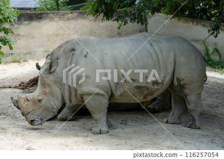 動物園裡的南方白犀牛 動物園裡的南方白犀牛 116257054