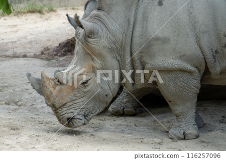 動物園裡的南方白犀牛 動物園裡的南方白犀牛 116257096