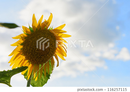 向日葵田裡盛開的向日葵 116257115