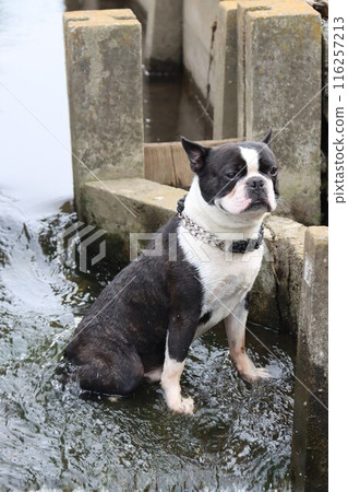 強壯的波士頓梗犬坐在那兒，凝視著寒冷的灌溉渠道♡ 116257213