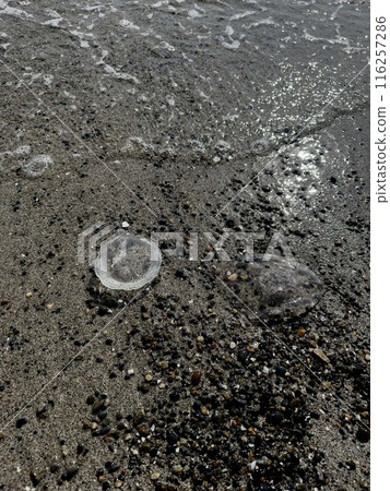Jellyfish washed up on the shore 116257286