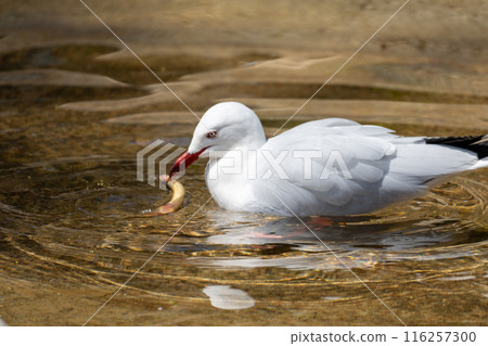Silver gulls feeding on food Silver gulls feeding on food 116257300
