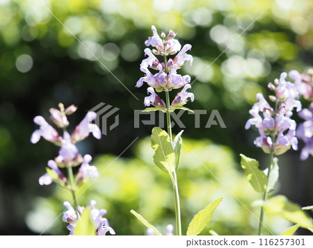 Sage flowers bathed in the spring sunshine Sage flowers bathed in the spring sunshine 116257301