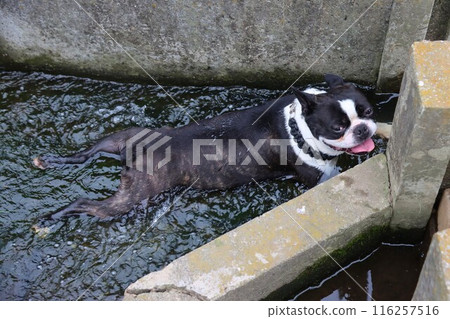 Mighty the Boston terrier cooling off in a cold irrigation canal. 116257516