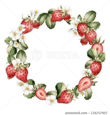 Strawberry wreath, berry with flowers, watercolor illustration isolated on white background. Summer garden berry fruits for table textile, porcelain tableware, logo, label and food or cosmetic package Strawberry wreath, berry with flowers, watercolor illustration isolated on white background. Summer garden berry fruits for table textile, porcelain tableware, logo, label and food or cosmetic package 116257807