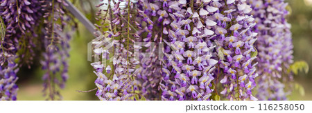 Blooming Wisteria Sinensis with classic purple flowers in full bloom in drooping racemes against the sky. Garden with wisteria in spring. 116258050