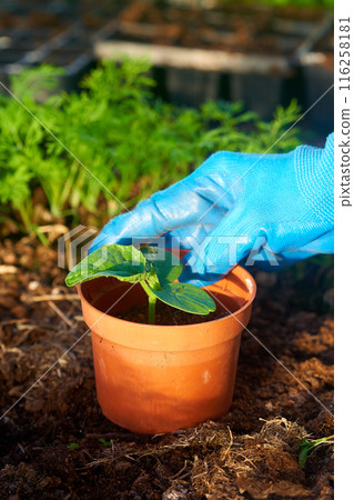 Eco veg growing  116258181