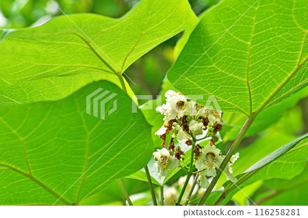 梓樹的白色花朵（夏季，六月） 116258281