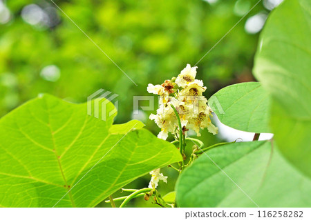 White catalpa flowers (summer, June) 116258282