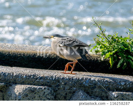 小腹鯉魚在海濱散步 116258287