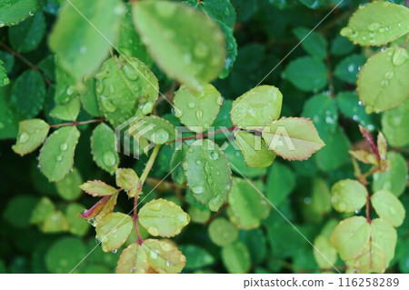 雨淋濕了 116258289