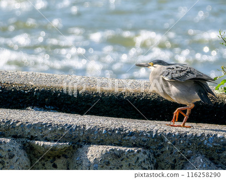 黑白鯉魚漫步水邊,複製空間 黑白鯉魚漫步水邊,複製空間 116258290