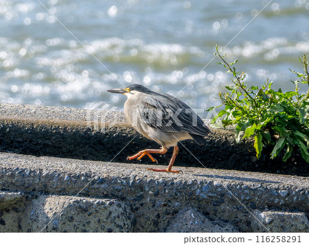 小腹鯉魚在海濱散步 116258291