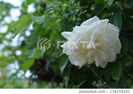 白玫瑰 白玫瑰 116258292