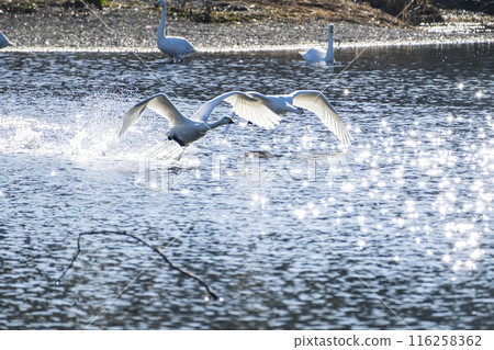 Kawajima Town Swan Habitat Swans taking off from the water Kawajima Town, Hiki District, Saitama Prefecture 116258362