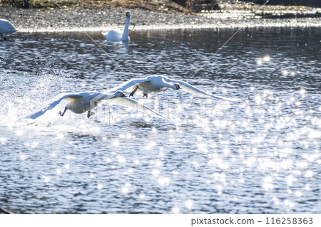 Kawajima Town Swan Habitat Swans taking off from the water Kawajima Town, Hiki District, Saitama Prefecture 116258363