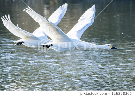 Kawajima Town Swan Habitat Swans taking off from the water Kawajima Town, Hiki District, Saitama Prefecture Kawajima Town Swan Habitat Swans taking off from the water Kawajima Town, Hiki District, Saitama Prefecture 116258365