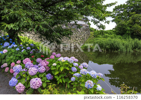 舞鶴公園的繡球花 116258370