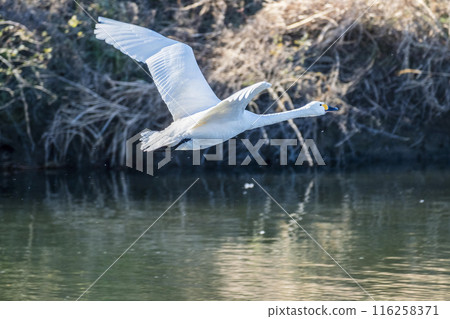 Kawajima Town Swan Habitat Swans taking off from the water Kawajima Town, Hiki District, Saitama Prefecture 116258371