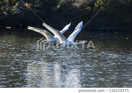 Kawajima Town Swan Habitat Swans taking off from the water Kawajima Town, Hiki District, Saitama Prefecture Kawajima Town Swan Habitat Swans taking off from the water Kawajima Town, Hiki District, Saitama Prefecture 116258375