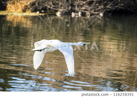 Kawajima Town Swan Habitat Swans taking off from the water Kawajima Town, Hiki District, Saitama Prefecture 116258391