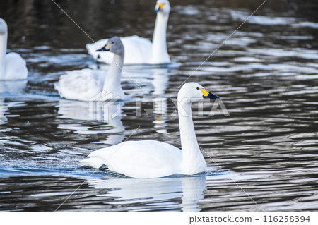 川島町天鵝飛行區的天鵝 埼玉縣比企鵝郡川町 116258394