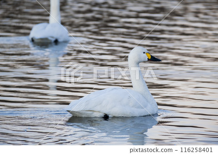 Swans at the Kawajima Town swan migration site, Kawajima Town, Hiki District, Saitama Prefecture 116258401