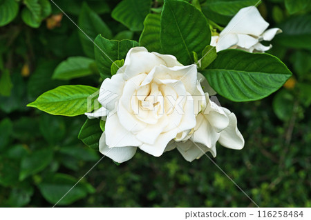 白色梔子花（夏季，六月） 116258484