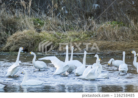 川島町天鵝飛行區的天鵝 埼玉縣比企鵝郡川町 116258485