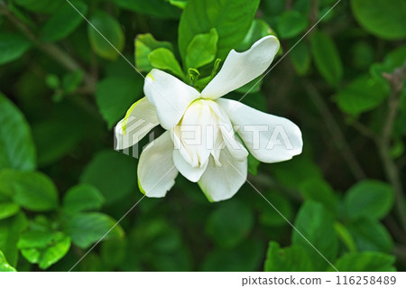 White gardenia flowers (summer, June) 116258489