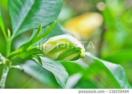White Gardenia flower buds (Summer, June) White Gardenia flower buds (Summer, June) 116258494