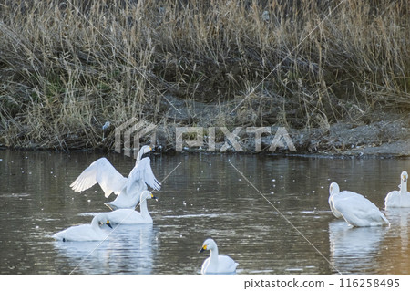 Swans at the Kawajima Town swan migration site, Kawajima Town, Hiki District, Saitama Prefecture Swans at the Kawajima Town swan migration site, Kawajima Town, Hiki District, Saitama Prefecture 116258495