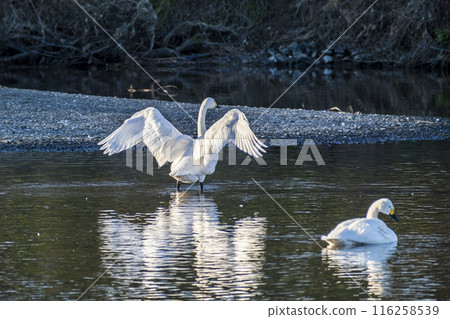 川島町天鵝飛行區的天鵝 埼玉縣比企鵝郡川町 川島町天鵝飛行區的天鵝 埼玉縣比企鵝郡川町 116258539