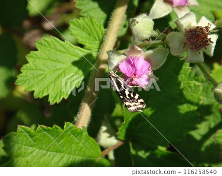 黃斑蛾來到白斑草莓的花上。 116258540