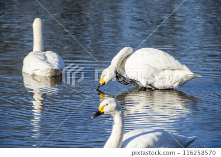 川島町天鵝飛行區的天鵝 埼玉縣比企鵝郡川町 川島町天鵝飛行區的天鵝 埼玉縣比企鵝郡川町 116258570