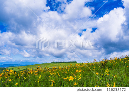 （長野縣）美麗的夏日天空和盛開的黃花菜 - 霧峰高原 116258572