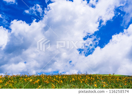 （長野縣）美麗的夏日天空和盛開的黃花菜 - 霧峰高原 116258574