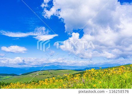 （長野縣）美麗的夏日天空和盛開的黃花菜 - 霧峰高原 116258576