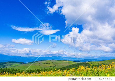(長野縣)美麗的夏日天空和盛開的黃花菜 - 霧峰高原 (長野縣)美麗的夏日天空和盛開的黃花菜 - 霧峰高原 116258579