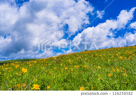 (Nagano Prefecture) The beautiful summer sky and the fully bloomed Hemerocallis day lilies at Kirigamine Plateau 116258582