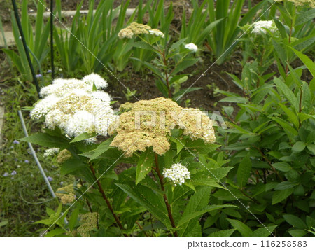 White flowers of spirea 116258583