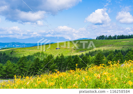 (長野縣)美麗的夏日天空和盛開的黃花菜 - 霧峰高原 (長野縣)美麗的夏日天空和盛開的黃花菜 - 霧峰高原 116258584