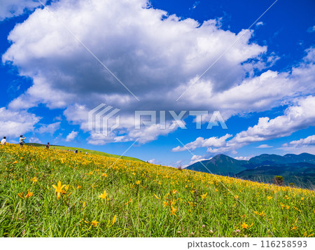 (Nagano Prefecture) The beautiful summer sky and the fully bloomed Hemerocallis day lilies at Kirigamine Plateau (Nagano Prefecture) The beautiful summer sky and the fully bloomed Hemerocallis day lilies at Kirigamine Plateau 116258593