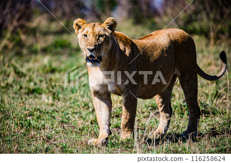 Kenyan Big Wild Cat Lion Lioness Cub King Of Jungle Mane Wildlife Animals Wild Maasai Mara National Reserve Park Narok County Great Rift Valley Kenya East Africa Landscapes Travel Safaris bush Wild Sa 116258624