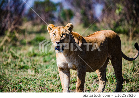 Kenyan Big Wild Cat Lion Lioness Cub King Of Jungle Mane Wildlife Animals Wild Maasai Mara National Reserve Park Narok County Great Rift Valley Kenya East Africa Landscapes Travel Safaris bush Wild Sa 116258626