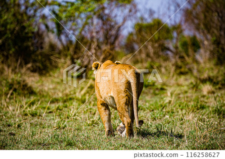 Kenyan Big Wild Cat Lion Lioness Cub King Of Jungle Mane Wildlife Animals Wild Maasai Mara National Reserve Park Narok County Great Rift Valley Kenya East Africa Landscapes Travel Safaris bush Wild Sa 116258627